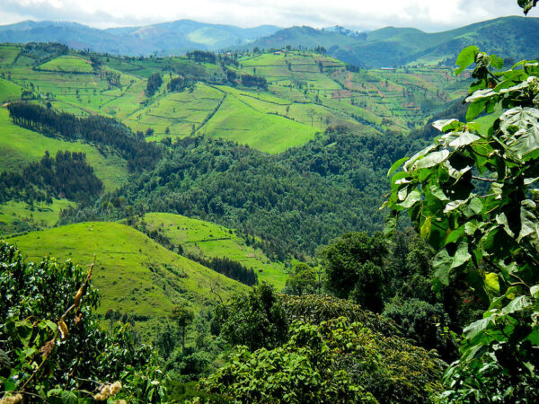 6 Days Kigali to Kampala/Jinja Overland Tour – Rwanda & Uganda - Image 2