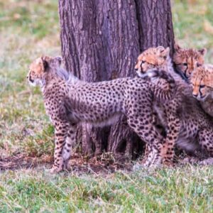 Gishwati-Mukura National Park Tour – Rwanda’s Untouched Wilderness
