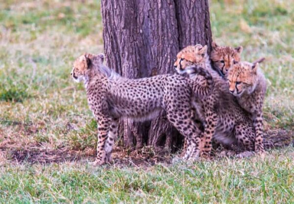 Gishwati-Mukura National Park Tour – Rwanda’s Untouched Wilderness
