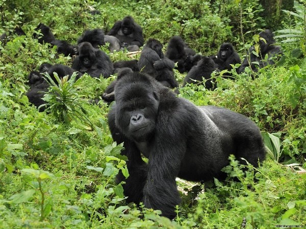1-Day Gorilla Trekking in Bwindi Impenetrable National Park – Uganda - Image 2