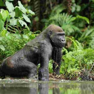 4-Day Primate Expedition: Eastern lowland Gorilla Trekking