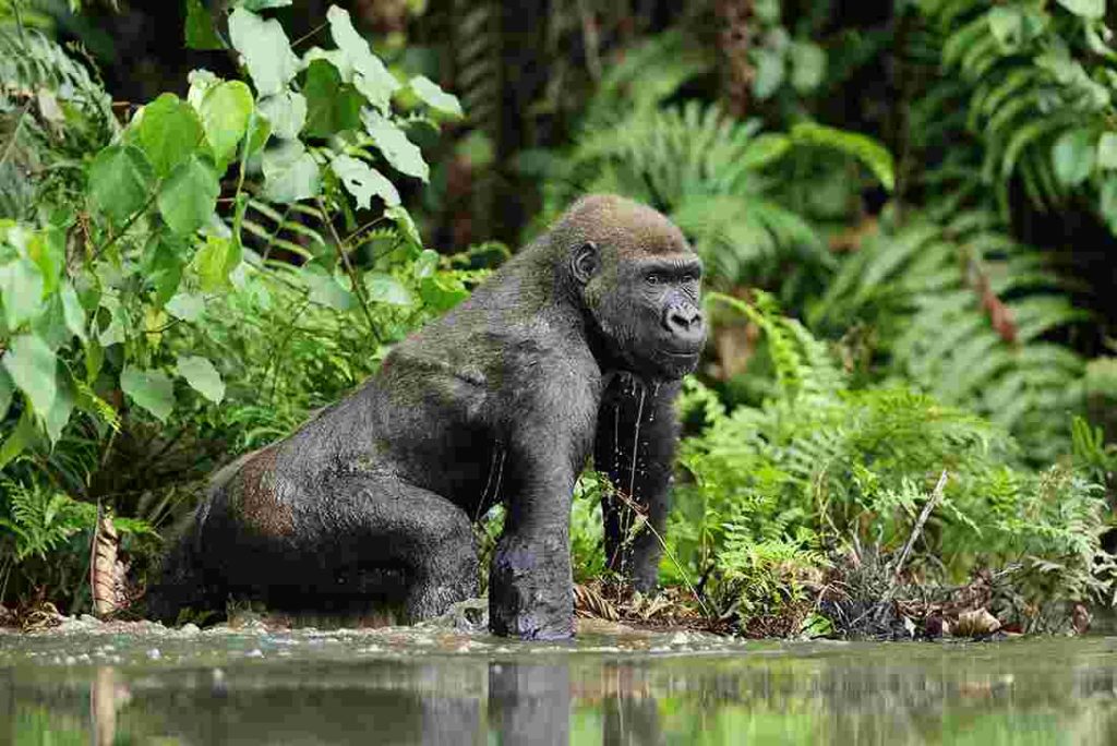4-Day Primate Expedition: Eastern lowland Gorilla Trekking