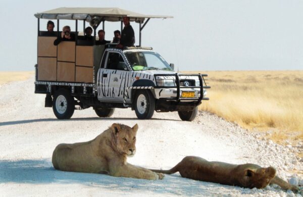 Visit big 4 in Our country namibia - Image 3