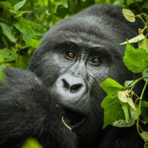 1-Day Gorilla Trekking in Bwindi Impenetrable National Park – Uganda