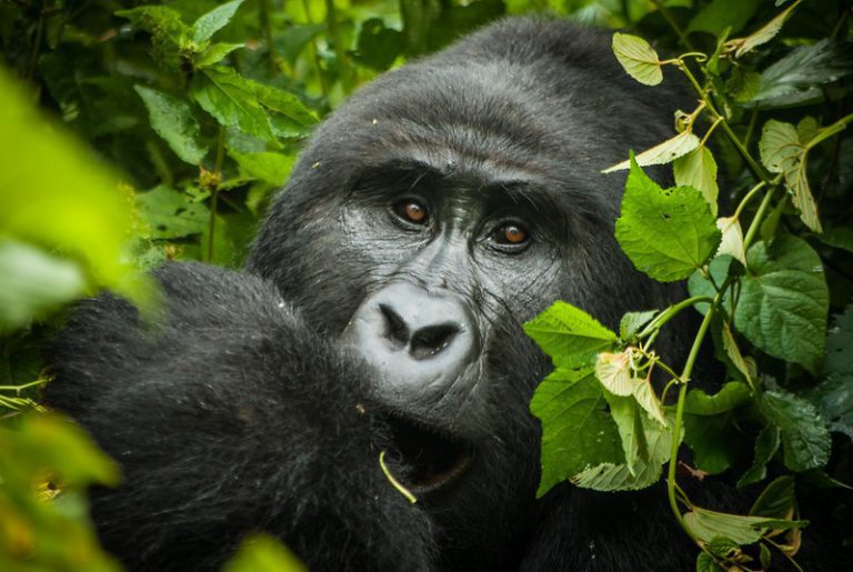 1-Day Gorilla Trekking in Bwindi Impenetrable National Park – Uganda