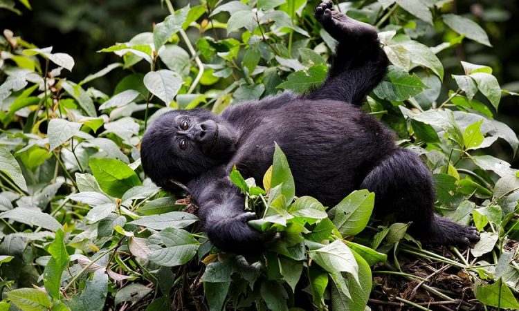 4-Day Primate Expedition: Eastern lowland Gorilla Trekking - Image 2