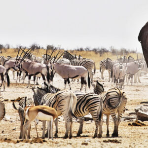 Visit big 4 in Our country namibia
