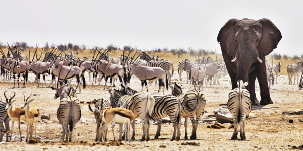 Visit big 4 in Our country namibia
