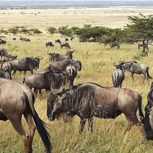 Serengeti National Park Safari Tour