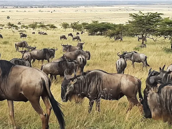 Serengeti National Park Safari Tour