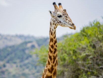 WhatsApp Image 2025-11-12 at 7.48.03 PM (1)