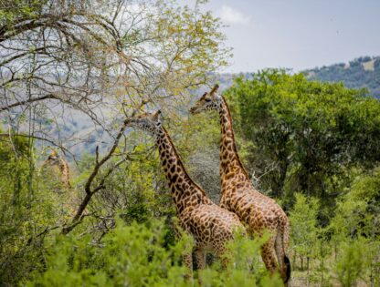 WhatsApp Image 2025-11-12 at 7.48.04 PM (1)