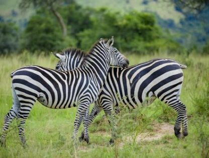 WhatsApp Image 2025-11-12 at 7.51.25 PM (1)