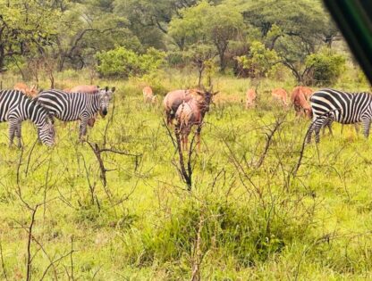 WhatsApp Image 2025-11-12 at 7.51.27 PM (1)