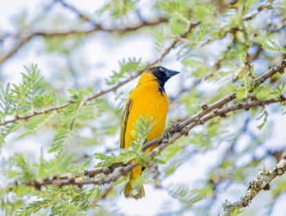 WhatsApp Image 2025-11-12 at 7.51.31 PM (1)